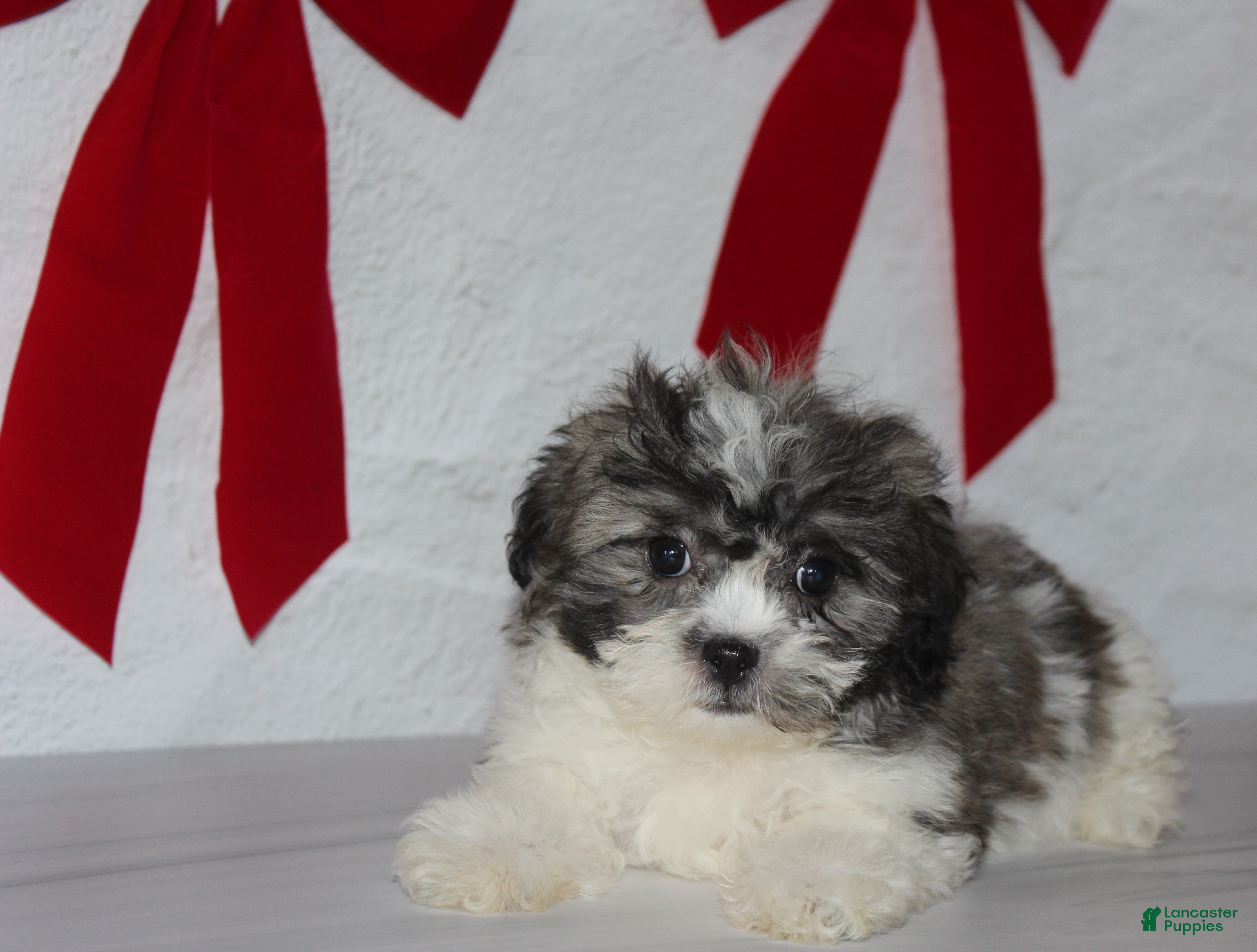 Teddy Bear dogs for sale: Ophelia - Ad 1