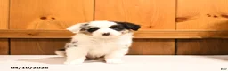 Miniature Australian Shepherd dogs for sale: Kermit   - Ad 5