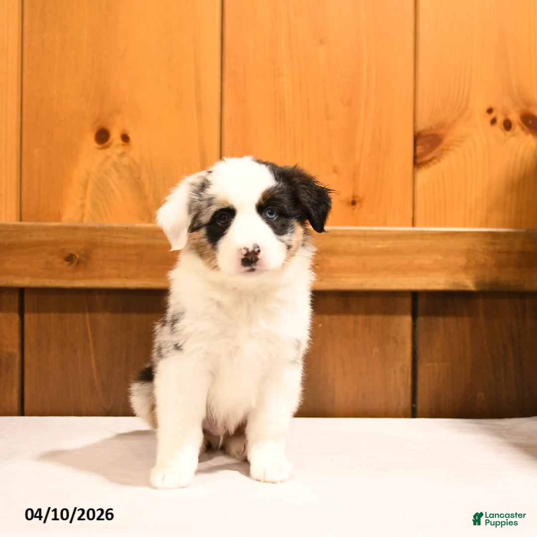 Miniature Australian Shepherd dogs for sale: Kermit   - Ad 5