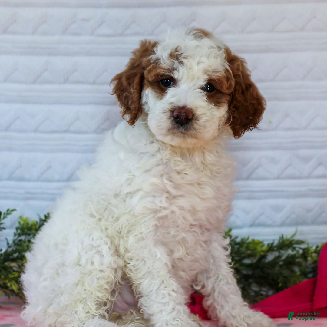 Mini Goldendoodle dogs for sale: Juno  - Ad 3