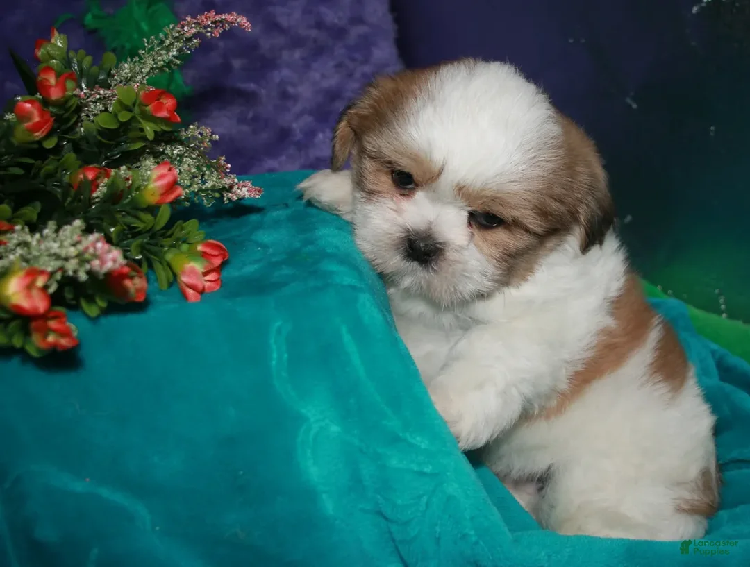 Shih Tzu dogs for sale: Hooch - Ad 1