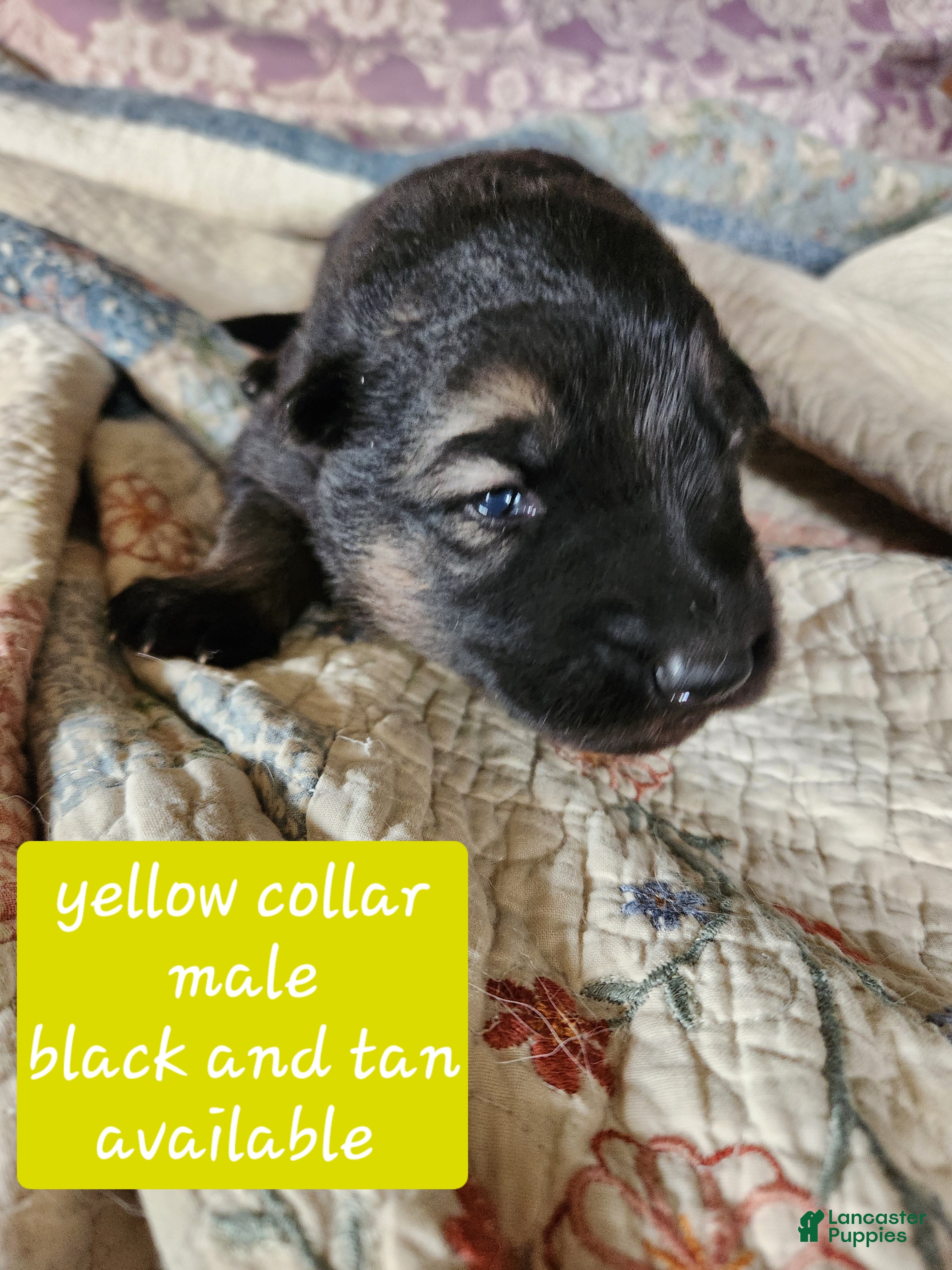 German Shepherd dogs Yellow collar - Ad 2