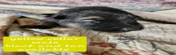 German Shepherd dogs for sale: Yellow collar - Ad 2