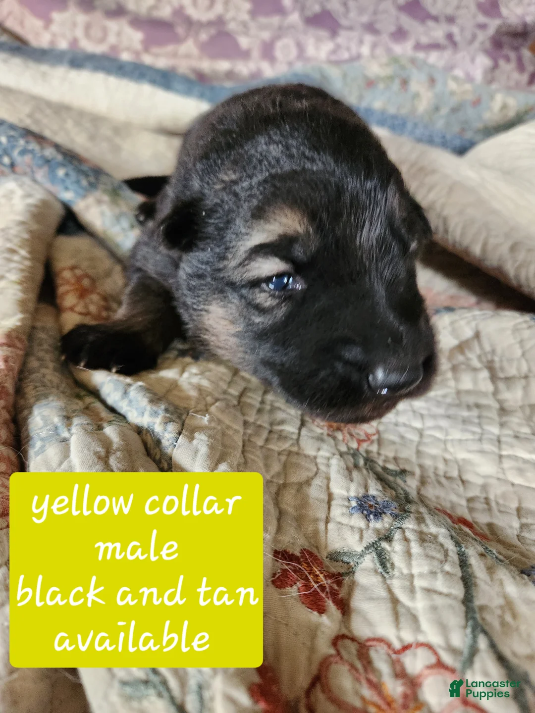 German Shepherd dogs for sale: Yellow collar - Ad 2