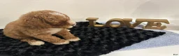 Mini Goldendoodle dogs for sale: Wyatt - Ad 7