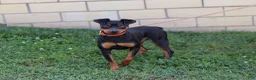 Miniature Pinscher dogs for sale: Lily - Ad 8