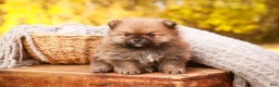 Pomeranian dogs for sale: Peyton - Ad 6