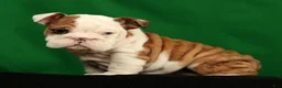 English Bulldog dogs for sale: Autumn - Ad 5