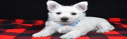 West Highland Terrier dogs for sale: Kenny - Ad 1