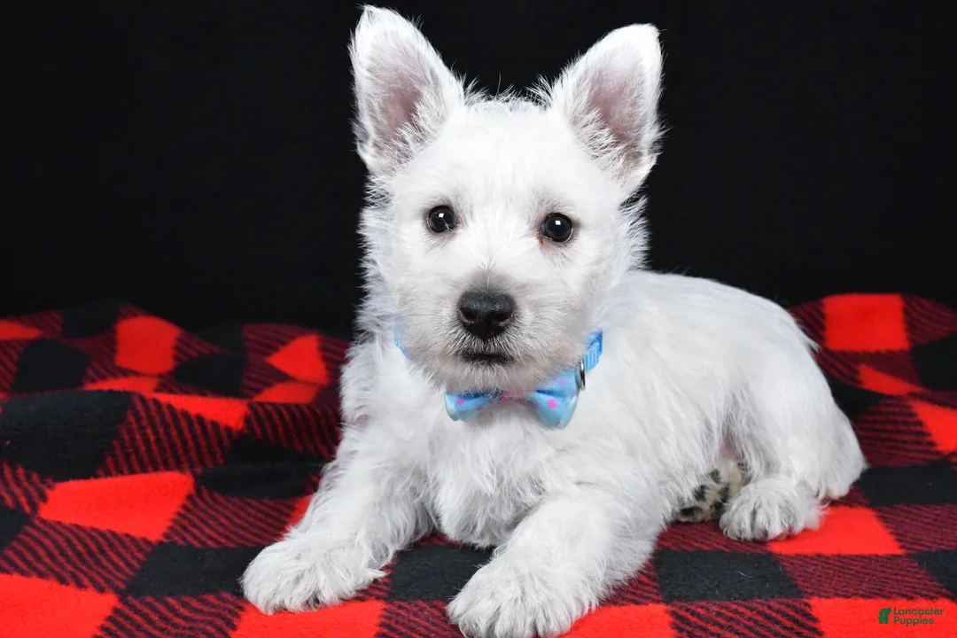 West Highland Terrier dogs for sale: Kenny - Ad 1