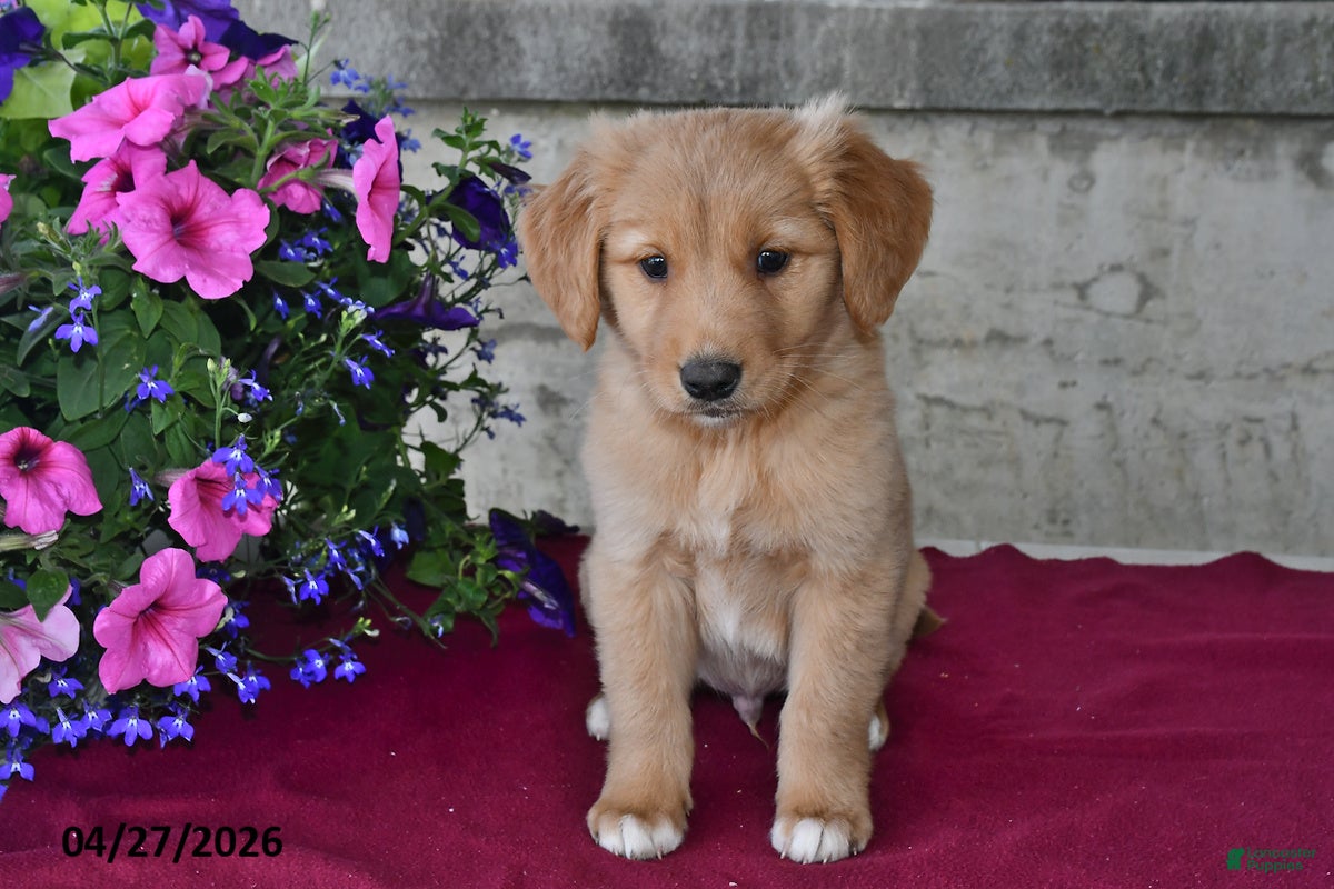 Goberian dogs Oscar - Ad 1