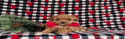 Toy Poodle dogs for sale: Beau - Ad 5