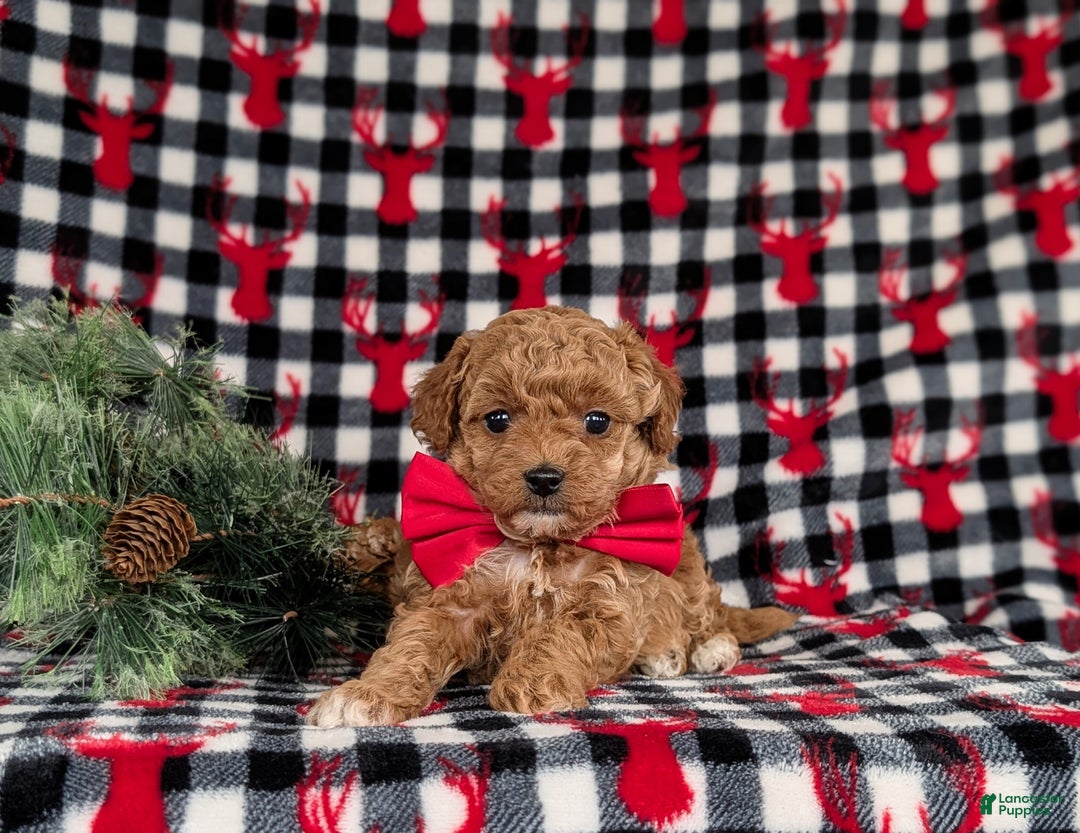 Toy Poodle dogs for sale: Beau - Ad 5