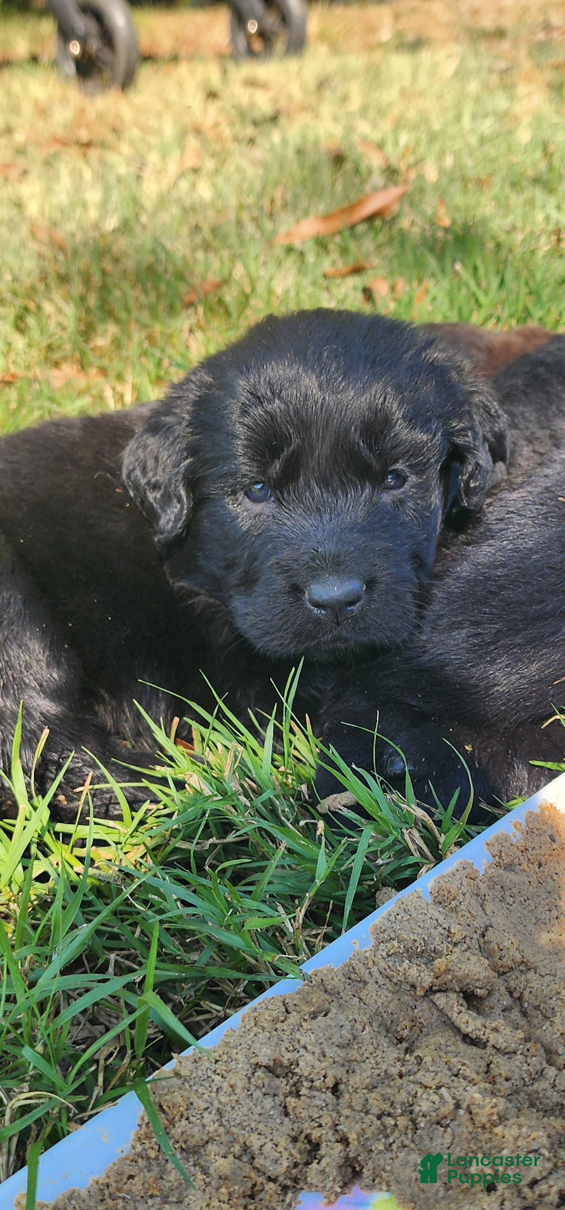 Newfoundland dogs Purple - Ad 1