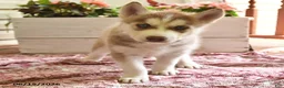 Siberian Husky dogs for sale: Sweetheart - Ad 2