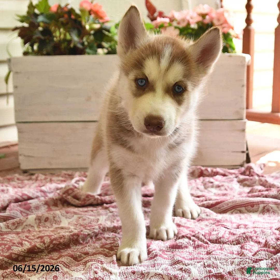 Siberian Husky dogs for sale: Sweetheart - Ad 2