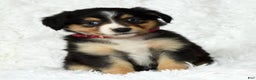 Australian Shepherd dogs for sale: Maggie - Ad 7