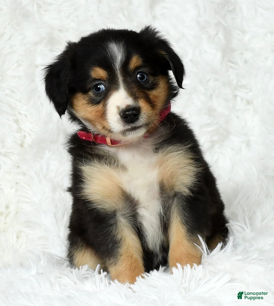 Australian Shepherd dogs for sale: Maggie - Ad 7