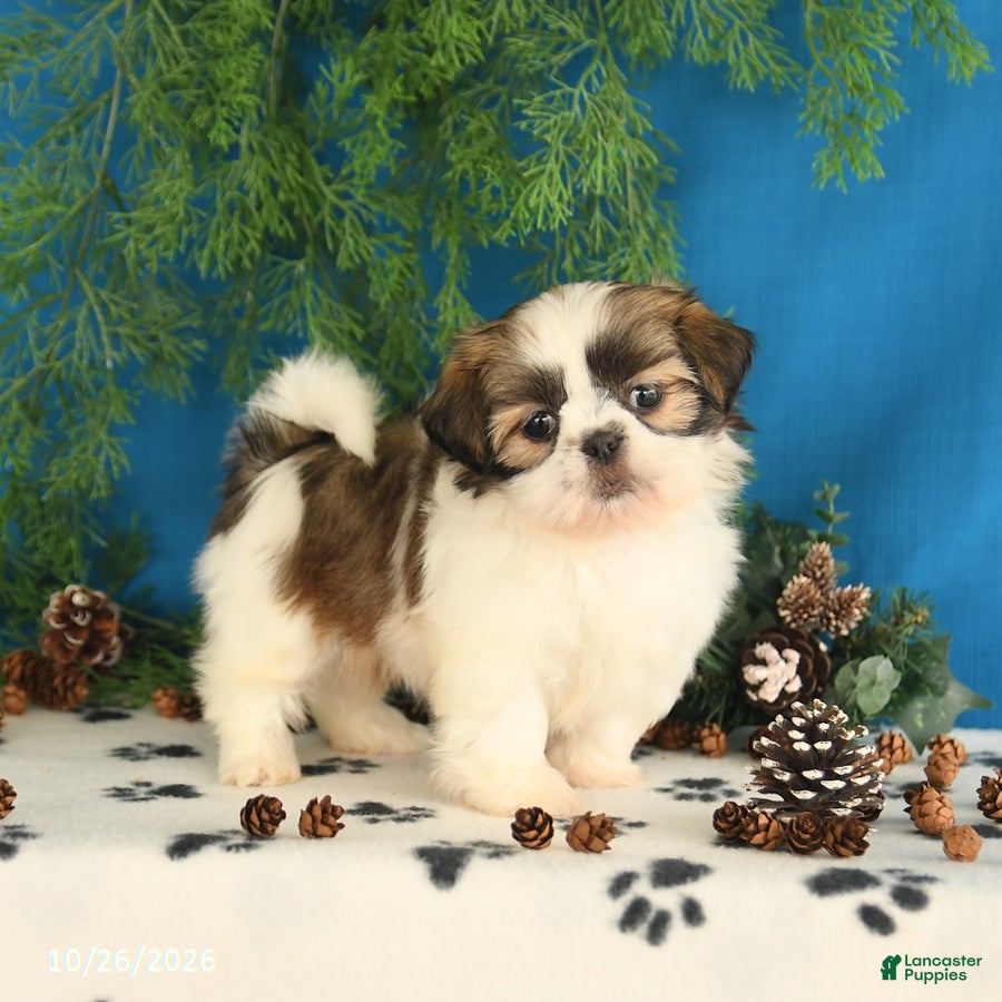 Shih Tzu dogs for sale: Cinnamon - Ad 3