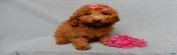 Mini Goldendoodle dogs for sale: Tillie - Ad 5