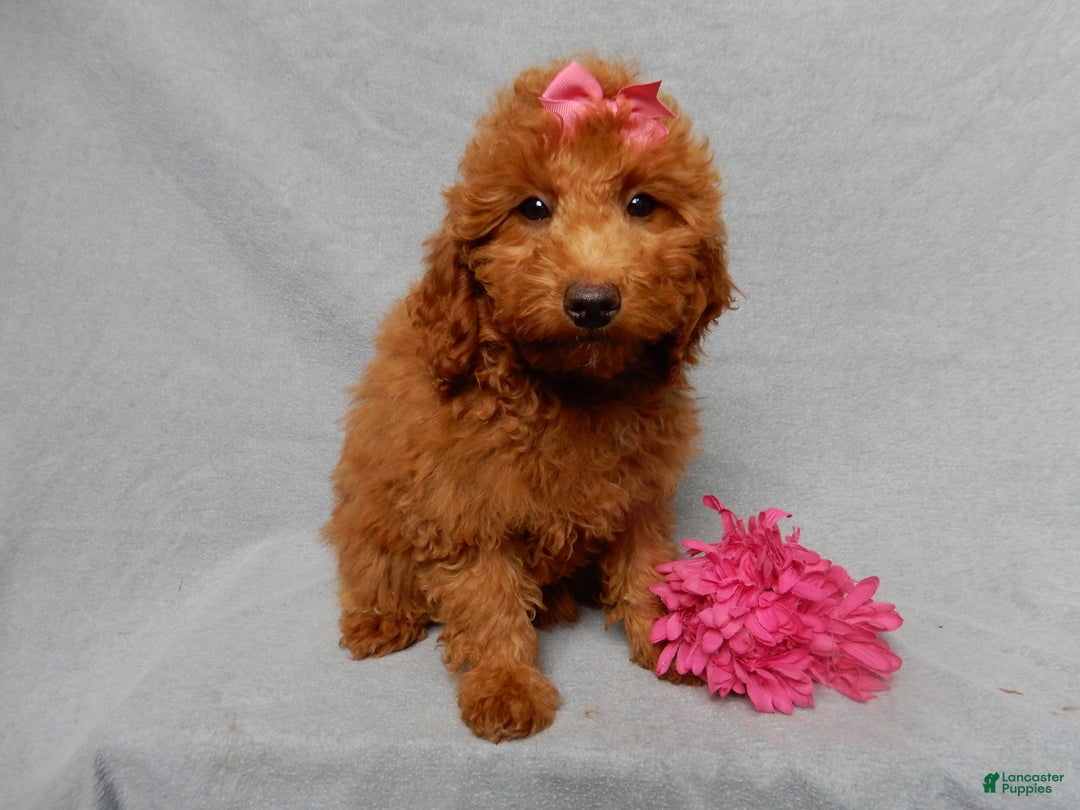 Mini Goldendoodle dogs for sale: Tillie - Ad 5