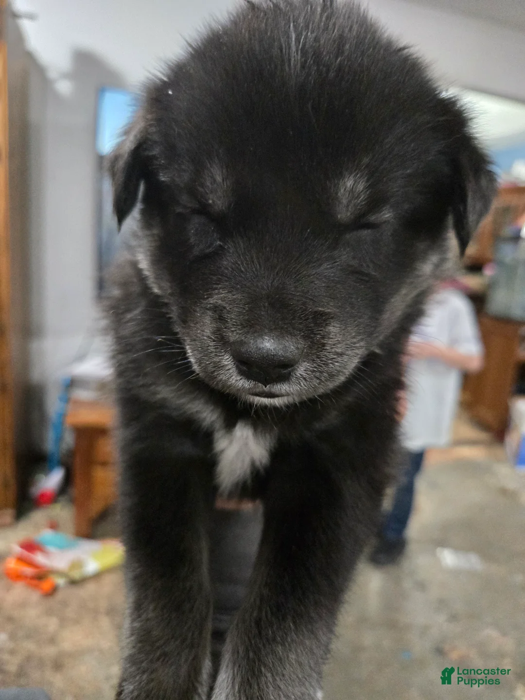 Goberian dogs for sale: Goberian pink Puppy 3 - Ad 4