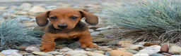 Miniature Dachshund dogs for sale: Snoopy💙 - Ad 1