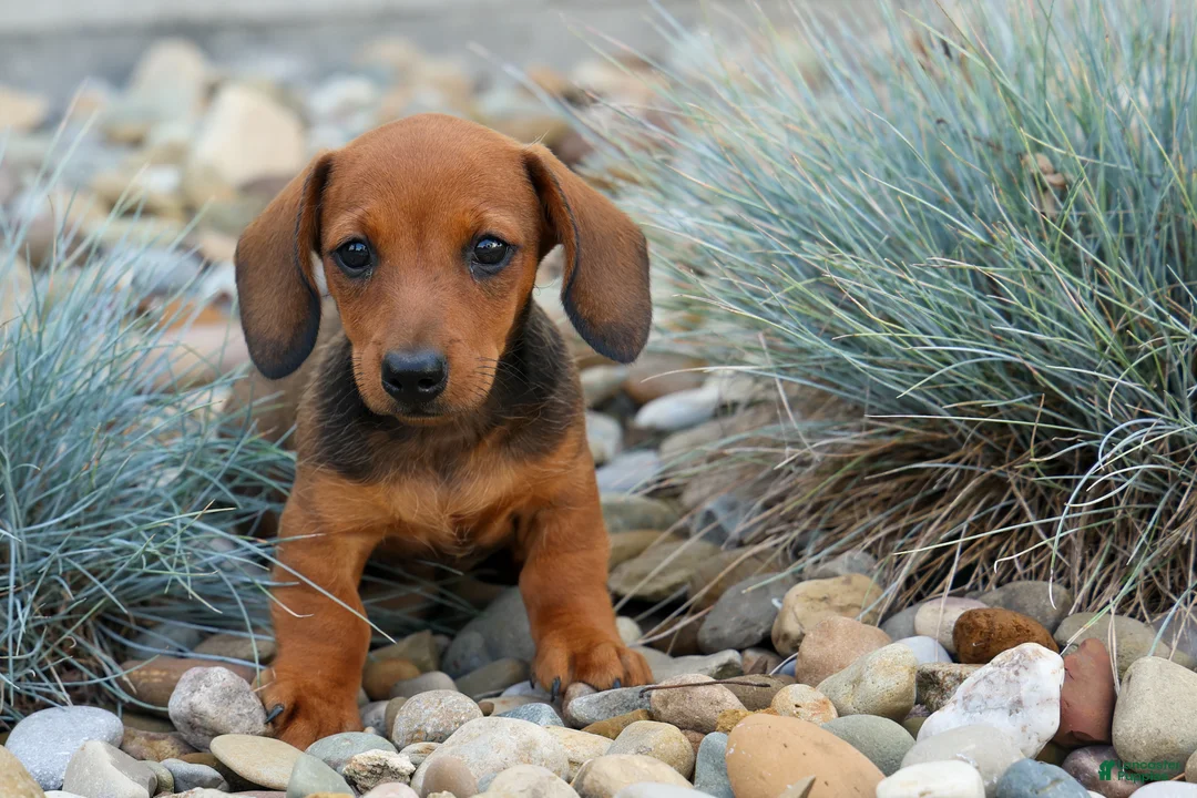 Miniature Dachshund dogs for sale: Snoopy💙 - Ad 1