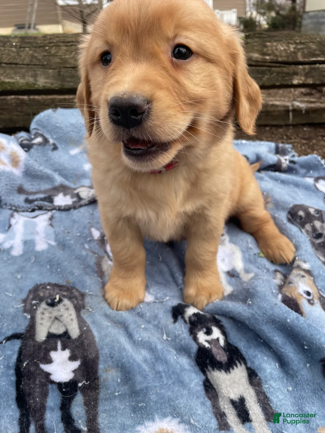 Golden Retriever dogs for sale: Sadie - Ad 2