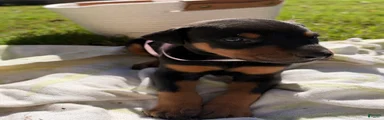 Doberman Pinscher 10