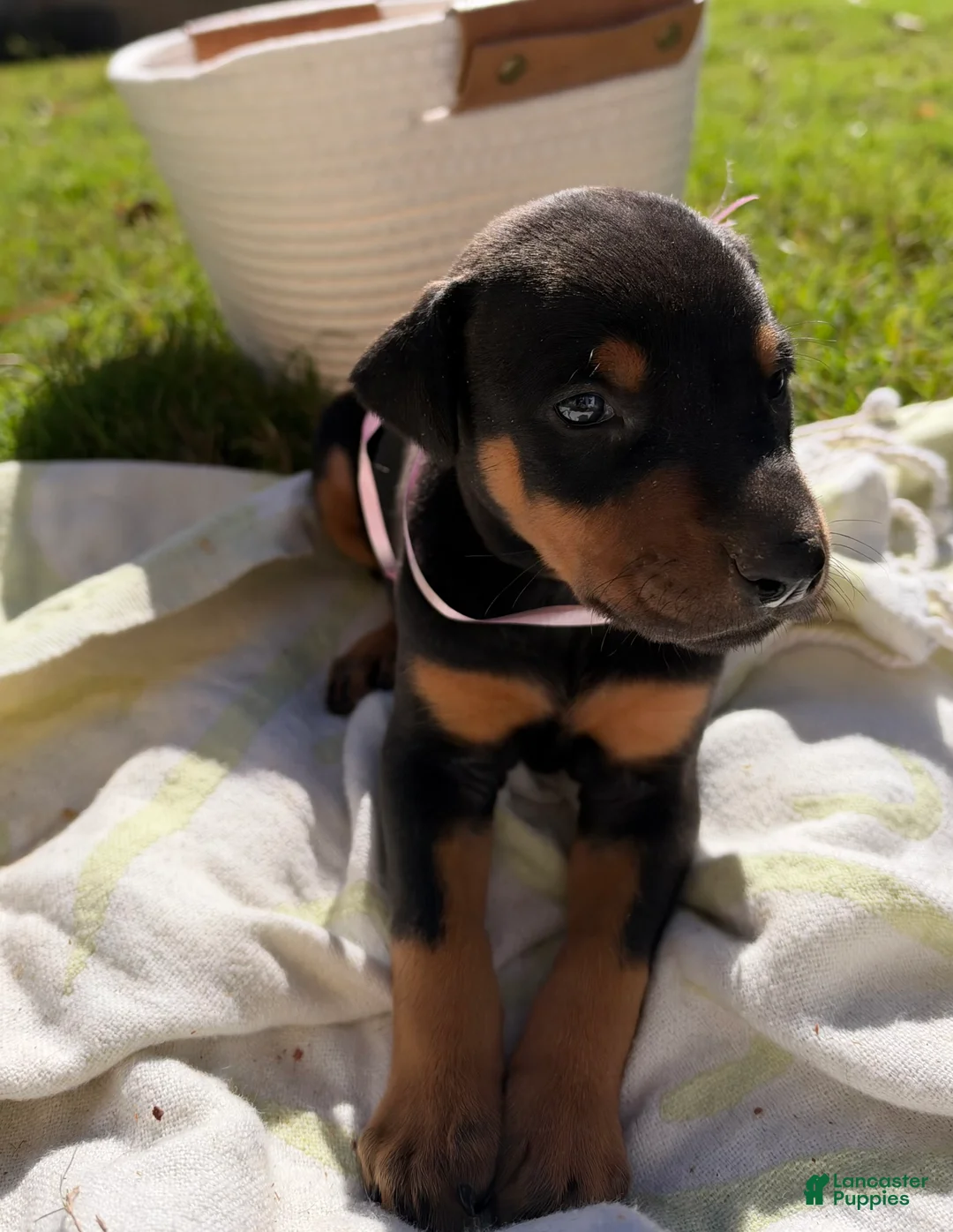 Doberman Pinscher dogs for sale: Doberman Pinscher 10 - Ad 1