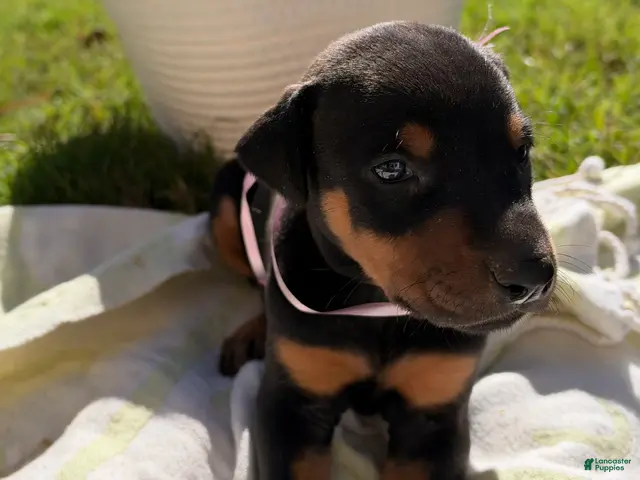 Doberman Pinscher dogs for sale: Doberman Pinscher 10 - Ad 42
