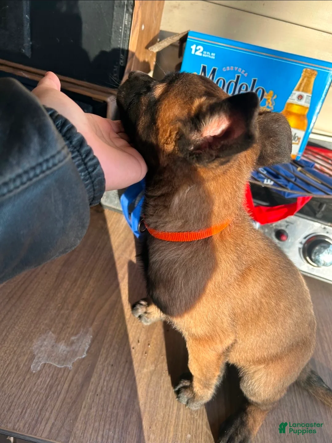 Belgian Malinois dogs for sale: Belgian Malinois Puppy 1 - Ad 1