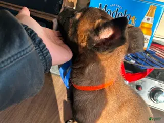 Belgian Malinois dogs Belgian Malinois Puppy 1 - Ad 38