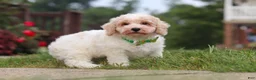 Bichpoo dogs for sale: Benji - Ad 7