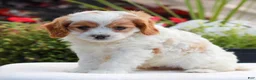 Cavapoo dogs for sale: Winston - Ad 3