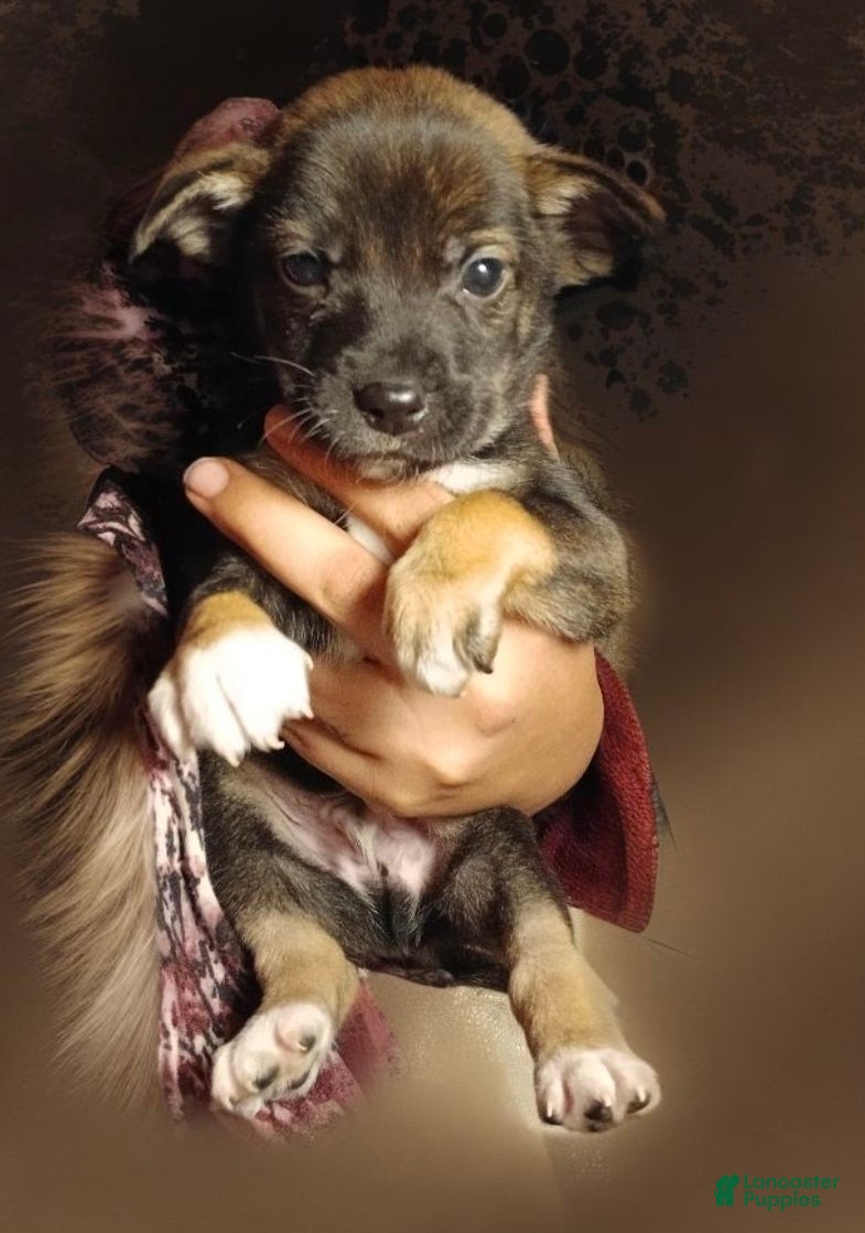 Mixed Breed dogs for sale: Retriever shepherd Puppy #1 - Ad 1