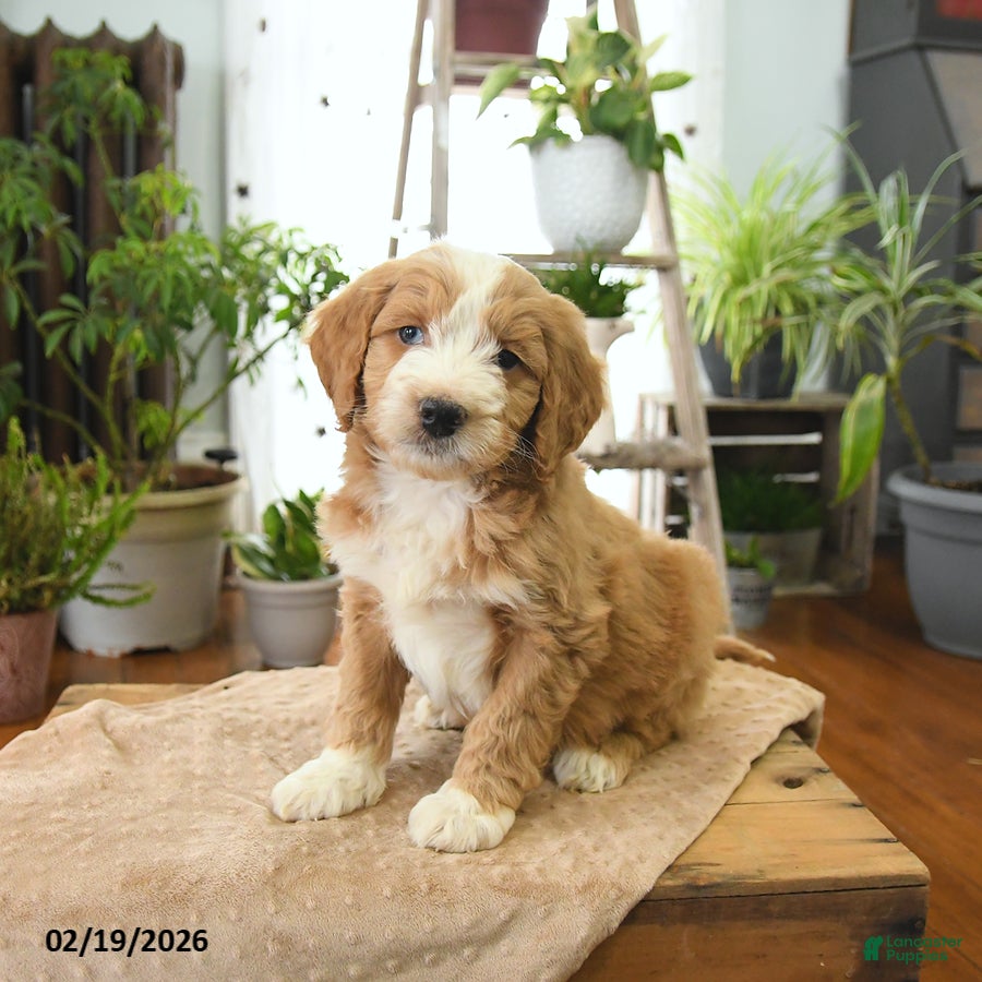 Bernedoodle dogs Lux  - Ad 1