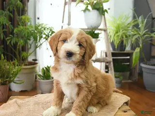 Bernedoodle dogs for sale: Lux - Ad 3