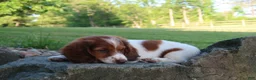 Miniature Dachshund dogs for sale: Amy - Ad 4