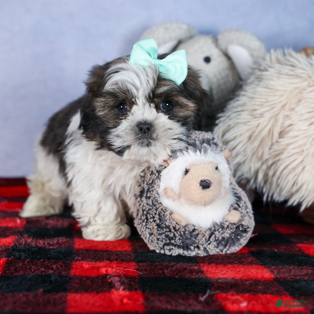 Shih Tzu dogs for sale: MERLE - Ad 10