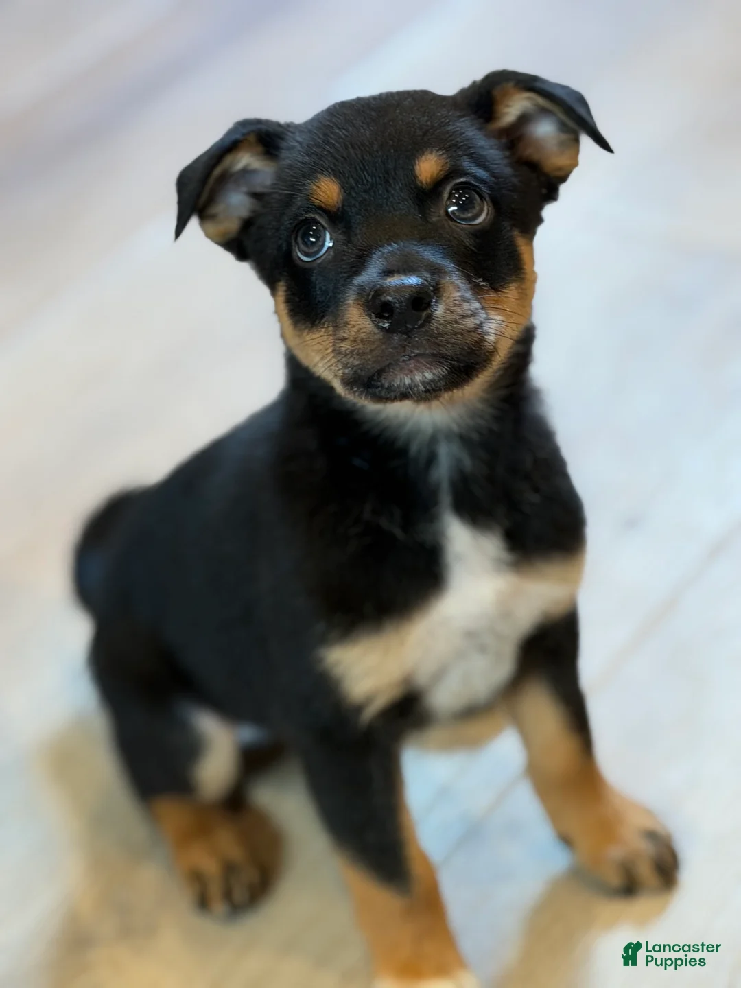 Mixed Breed dogs for sale: boy 2 Hunter - Ad 1