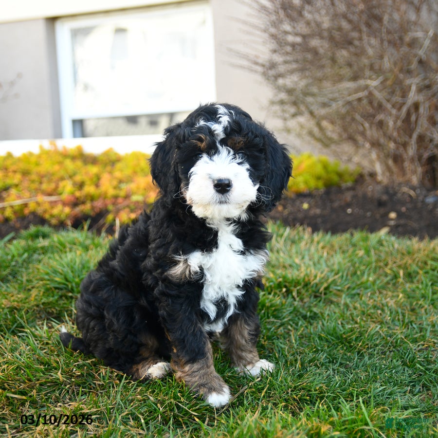 Mini Bernedoodle dogs Durango - Ad 1