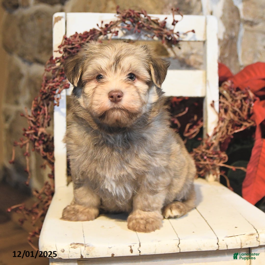 Havanese dogs for sale: Cooper - Ad 3