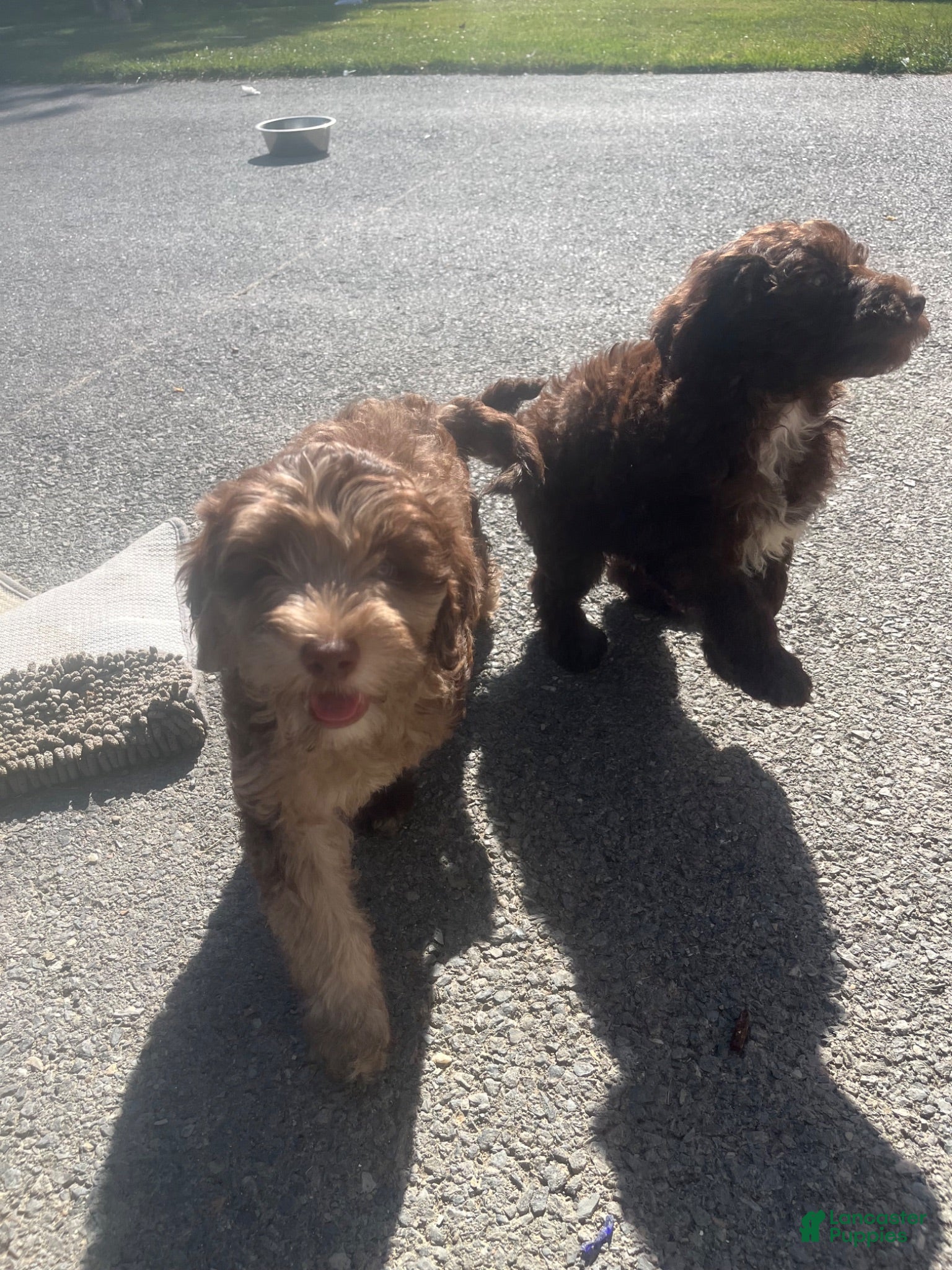 Miniature Labradoodle dogs Merle- Jackson - Ad 2