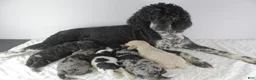 Standard Poodle dogs for sale: Loretta L - Ad 8