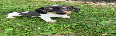 Akc Debra