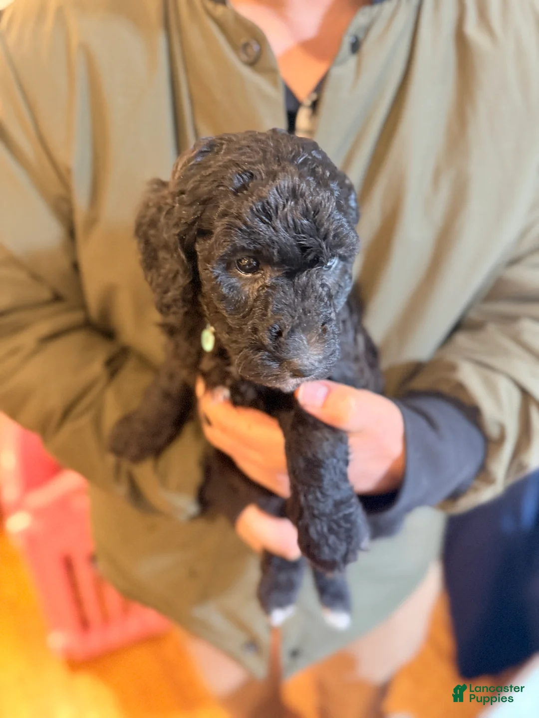 Standard Poodle dogs for sale: Standard Poodle Puppy 6 - Ad 4