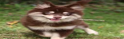 Pomsky dogs for sale: Louise - Ad 4