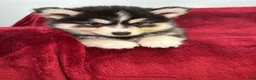 Pomsky dogs for sale: Niko - Ad 5
